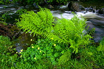 Globeflower (Trollius europeaeus) and Soft shield fern (Polystichum setiferum) growing beslde mountain stream, Wales, UK