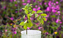 Ash tree (Fraxinus excelsior) sapling planted in plastic tube to protect from sheep, amongst Bluebells and Red campion in woodland previously deforested, UK