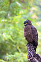 Crested serpent eagle (Spilornis cheela) perched in rain, India