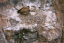 Long billed vulture (Gypus indicus) at nest on cliff ledge with young chick. Critically threatened Indian bird of prey due to chemicals used in agriculture, India