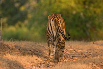 Male Bengal Tiger (Tigris tigris tigris) walking along forest track in evening sunlight, India