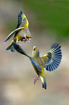 Male Greenfinches (Carduelis chloris) squabbling in flight. Dorset, UK, March.