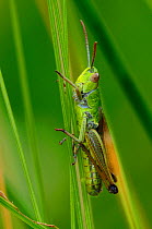 Meadow Grasshopper (Chorthippus parallelus) at rest on grass stem. Dorset, UK, July.
