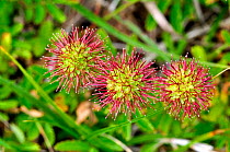 Pirri-pirri-bur (Acaena novae zelandiae) in flower. Studland Heath National Nature Reserve, June.