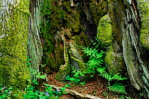 Inside hollow of the 'Remedy Oak Tree' (Quercus robur). Dorset, UK, May.