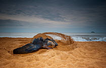 Leatherback Turtle (Dermochelys coriacea) covering her nest with sand after egg laying. Cayenne, French Guiana, July.