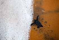 Leatherback Turtle (Dermochelys coriacea) hatchling entering the sea. Cayenne, French Guiana, July.