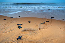 Leatherback Turtle (Dermochelys coriacea) hatchlings crossing a beach towards the sea. Cayenne, French Guiana, July.
