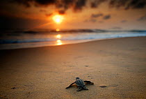 Leatherback Turtle  (Dermochelys coriacea) hatchling crossing a beach to get to the sea. Cayenne, French Guiana, July.