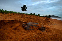 Leatherback Turtle (Dermochelys coriacea) covering her nest after egg laying. Cayenne, French Guiana, June.