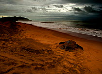 Leatherback Turtle (Dermochelys coriacea) returning to the sea after egg laying. Cayenne, French Guiana, June.