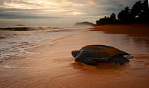 Leatherback Turtle (Dermochelys coriacea) returning to the sea after egg laying. Cayenne, French Guiana, June.