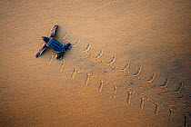 Leatherback Turtle Hatchling (Dermochelys coriacea) crossing a beach towards the sea, seen from above. Cayenne, French Guiana, July.