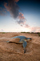 Olive / Pacific Ridley Turtle (Lepidochelys olivacea) covering her nest of eggs with sand. Cayenne, French Guiana, July.