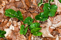 Beech (Fagus sylvatica) seedlings on forest floor.  Weltenburger Enge Nature Reserve, Bavaria, Germany, April.