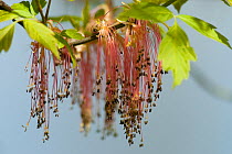 Box Elder / Maple Ash (Acer negundo) closeup of flowers. Bavaria, Germany, April.