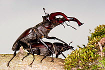 Stag Beetle (Lucanus cervus) pair mating. Bavaria, Germany, June.