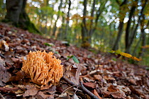 Coral Fungus (Ramaria sp.) growing on forest floor. Near Kelheim, Bavaria, Germany, October.