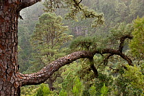 Canary Pine (Pinus canariensis) forest. La Palma Island, Canary Islands, February.