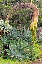 Lion's Tail / Swan's Neck (Agave attenuata) in flower. La Palma Island, Canary Islands, Spain, February.