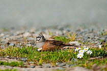 Rock Bunting (Emberiza cia) among daisies. Monfrague National Park, Extremadura, Spain, March.