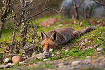 Red Fox (Vulpes vulpes) hiding among scrub. Monfrague National Park, Extremadura, Spain, March.