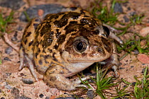 Western Spadefoot Toad (Pelobates cultripes). Extremadura, Spain, March.