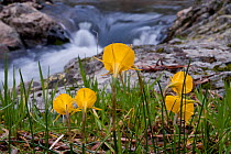 Hoop Petticoat Daffodil (Narcissus bulbocodium) flowering by stream. Extremadura, Spain, March.
