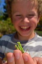 Child with a Praying Mantis (Mantodea) on hand. France, Europe, August. Model released.