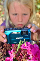 Child photographing Praying Mantis (Mantodea) on flowers. France, Europe, August. Model released.