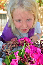 Child watching a Praying Mantis (Mantodea) on flowers. France, Europe, August. Model released.