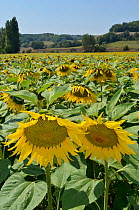 Sunflowers (Helianthus annuus) in field. Lot Valley, south west France, August.