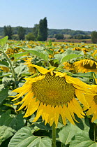 Sunflower (Helianthus annuus) in field. Lot Valley, south west France, August.