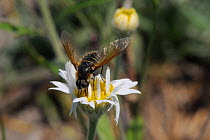 Bee Fly (Lomatia sp) feeding from Oxeye daisy flower (Leucanthemum vulgare), Lesbos / Lesvos, Greece, May.