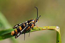 Clearwing moth (Chamaesphecia masariformis) a mimic of wasps, resting on a leaf, Lesbos (Lesvos), Greece, May.