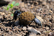 Pair of Dung beetles (Gymnopleurus sp) co-operating to roll a ball of dung up a slope, Lesbos (Lesvos), Greece, May.