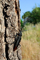 Great capricorn / Great oak longhorn beetle (Cerambyx cerdo), one of the largest beetles in Europe, on tree trunk, Lesbos (Lesvos), Greece, June.