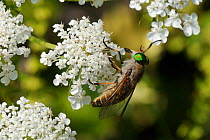 Horsefly / Horse fly / Cleg fly (Tabanus promesogaeus) feeding from Wild carrot / Queen Anne's lace (Daucus carota) flowers, Lesbos / Lesvos, Greece, May.