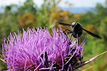 A nectar-feeding species of Horse fly (Pangonius funebris), a carpenter bee mimic, using its long proboscis to forage on Milk thistle (Carduus marianus) near the coast with the sea in the background,...