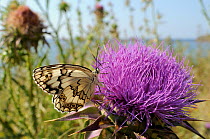 Lesbian marbled white / Balkan marbled white butterfly (Melanarge larissa lesbina) feeding from Milk thistle (Silybum / Carduus marianum) flowering near the coast, with the sea in the background, Lesb...
