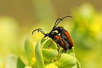 Longhorn beetle (Paracorymbia pallens) pair mating on Sea spurge (Euphorbia paralias), Lesbos (Lesvos), Greece, June.