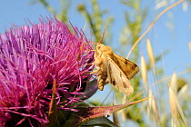 Bordered Straw moth (Heliothis peltigera) feeding from Milk thistle (Silybum / Carduus marianum) flower, Lesbos / Lesvos, Greece, June.