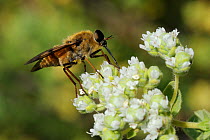 A strictly nectar-feeding species of Horse fly (Pangonius pyritosus) with a very long proboscis foraging on Cretan oregano (Origanum onites) flowers, Lesbos / Lesvos, Greece, May.