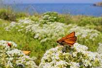 Small skipper butterfly (Thymelicus sylvestris) foraging on Cretan oregano (Origanum onites) flowers growing near the coast with the sea in the background, Lesbos / Lesvos, Greece, June.