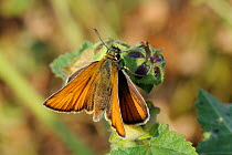 Small skipper butterfly (Thymelicus sylvestris) resting on a flower bud, Lesbos / Lesvos, Greece, June.