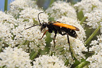 Female Spider wasp (Cryptocheilus variabilis) feeding on Wild carrot / Queen Anne's lace (Daucus carota) flowers, Lesbos/ Lesvos, Greece, May.