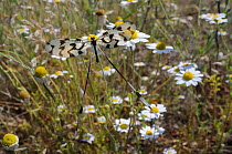 Thread-winged / Spoonwing lacewing / antlion (Nemoptera sinuata) feeding from Oxeye daisy flower (Leucanthemum vulgare), Lesbos / Lesvos, Greece, May.