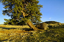 Rocky Mountain Douglas-fir (Pseudotsuga menziesii). Lamar Valley, Yellowstone National Park, Wyoming, USA, May.