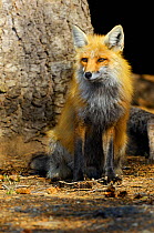 Red Fox (Vulpes vulpes) sitting at tree trunk. Shoshone National Forest, Wyoming, USA, May.