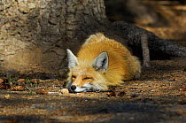 Red Fox (Vulpes vulpes) resting on forest floor. Shoshone National Forest, Wyoming, USA, May.